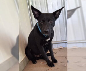 Ford - Male Labrador Retriever-Unknown Mix Dog for Adoption - Photo #4