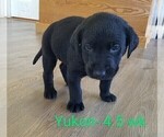 Puppy 2 Labrador Retriever
