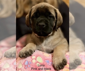 Mastiff Puppy for sale in FOUR OAKS, NC, USA