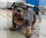 Puppy 0 English Bulldog