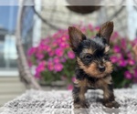Small #10 Yorkshire Terrier