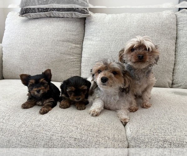 Medium Photo #1 Yorkshire Terrier Puppy For Sale in SAN ANTONIO, TX, USA