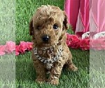Small #1 Poodle (Toy)