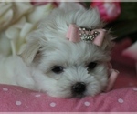 Small #21 Maltese