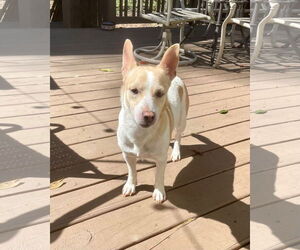 Toby - Male Jack Russell Terrier-Unknown Mix Dog for Adoption - Photo #2