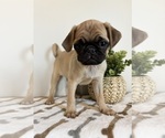 Small #2 Pug
