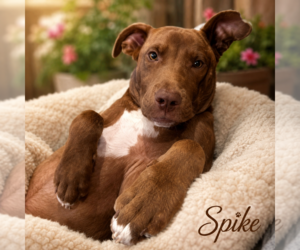 Catahoula Leopard Dog-Unknown Mix Dogs for adoption in Sterling, MA, USA