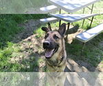 Small #3 German Shepherd Dog
