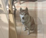 Small #1 Siberian Husky