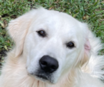 Small Photo #8 English Cream Golden Retriever Puppy For Sale in PORT SAINT LUCIE, FL, USA