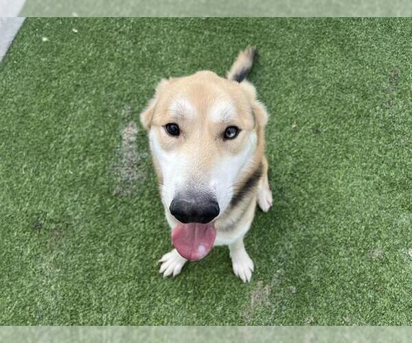 Medium Photo #1 German Shepherd Dog-Unknown Mix Puppy For Sale in Grand Prairie, TX, USA