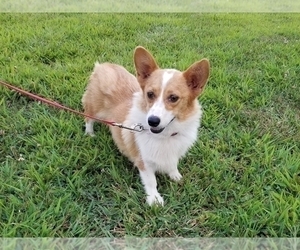 Mother of the Pembroke Welsh Corgi puppies born on 07/21/2019