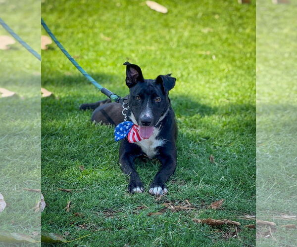 Medium Photo #9 Labrador Retriever-Unknown Mix Puppy For Sale in San Diego, CA, USA