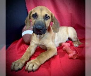 Labrador Retriever-Unknown Mix Dogs for adoption in Pleasanton, TX, USA
