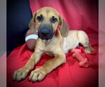 Small Labrador Retriever Mix