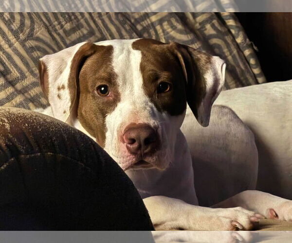Medium Photo #8 American Pit Bull Terrier-Unknown Mix Puppy For Sale in Oakhurst, NJ, USA