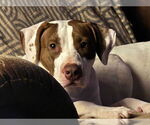 Small #7 American Pit Bull Terrier Mix