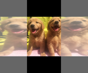 Golden Retriever Puppy for sale in SANTA ANA, CA, USA