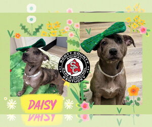 Catahoula Leopard Dog-Unknown Mix Dogs for adoption in Georgetown, KY, USA