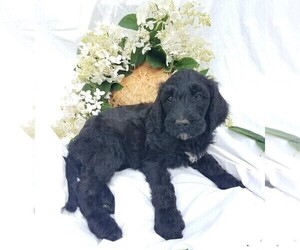 Goldendoodle-Poodle (Standard) Mix Puppy for sale in FREDERICKSBG, OH, USA