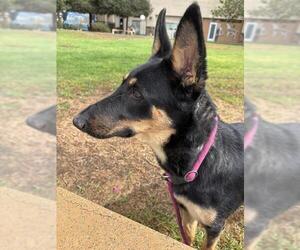 German Shepherd Dog Dogs for adoption in Riverside, CA, USA