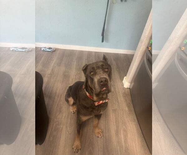 Medium Photo #2 Mutt Puppy For Sale in Fort Collins, CO, USA