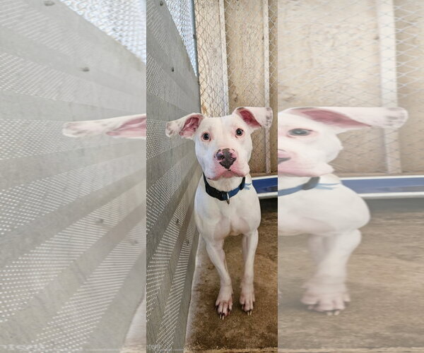 Medium Photo #2 Mutt Puppy For Sale in El Centro, CA, USA