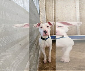 Frosty - Male Mutt Dog for Adoption - Photo #2