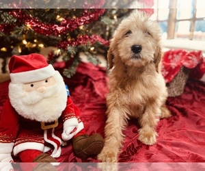 Goldendoodle Puppy for sale in NEOLA, WV, USA