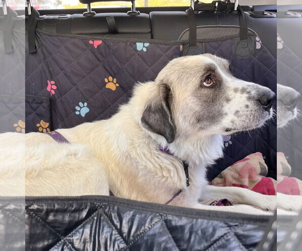 Medium Photo #8 Great Pyrenees Puppy For Sale in Dallas, TX, USA
