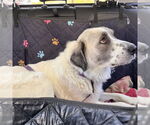 Small #7 Great Pyrenees