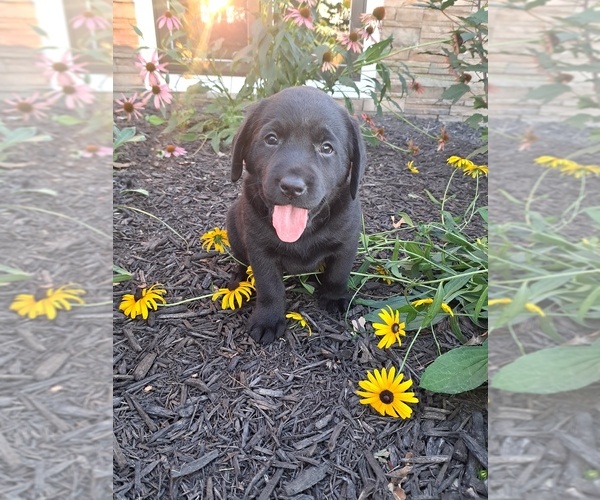 Medium Photo #8 Labrador Retriever Puppy For Sale in GREENWOOD, WI, USA