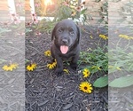Puppy Ebony Labrador Retriever