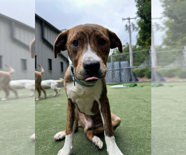 Medium Photo #5 Boxador Puppy For Sale in garner, NC, USA