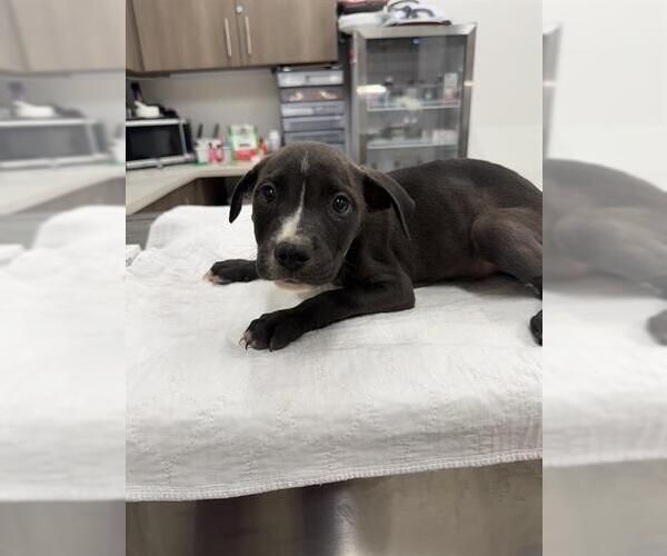 Medium Photo #1 Mutt Puppy For Sale in Baytown, TX, USA