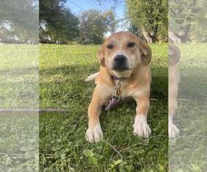 Haddie*foster needed* - Female Labrador Retriever-Unknown Mix Dog for Adoption - Photo #2