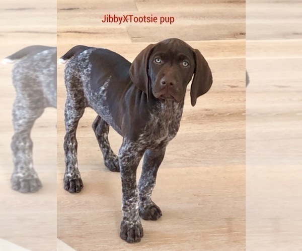 Medium Photo #5 German Shorthaired Pointer Puppy For Sale in CORONA, CA, USA