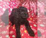 Small Photo #4 Goldendoodle Puppy For Sale in ARTESIA, CA, USA
