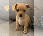 Small Photo #12 Chiweenie Puppy For Sale in CLOVER, SC, USA