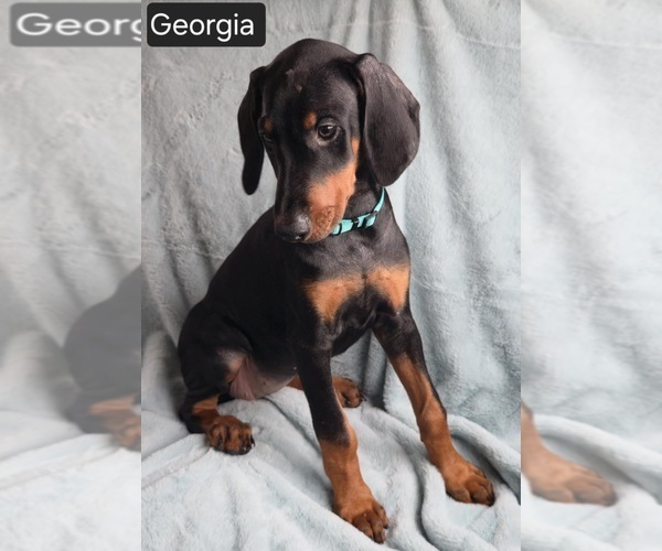 Medium Photo #4 Doberman Pinscher Puppy For Sale in POMEROY, OH, USA