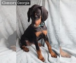 Small #3 Doberman Pinscher