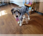 Small Photo #77 Bernedoodle (Miniature) Puppy For Sale in BLACK FOREST, CO, USA