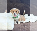 Small Photo #29 Pembroke Welsh Corgi Puppy For Sale in ARROYO GRANDE, CA, USA