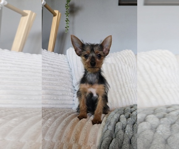 Medium Photo #4 Yorkshire Terrier Puppy For Sale in INDIANAPOLIS, IN, USA