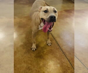 Tip - Female American Bulldog-Unknown Mix Dog for Adoption - Photo #10