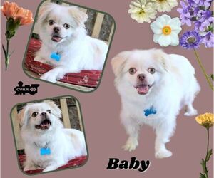Pekingese-Unknown Mix Dogs for adoption in Lindsay, CA, USA