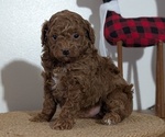 Small Photo #39 Poodle (Miniature) Puppy For Sale in GOSHEN, IN, USA