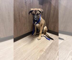 German Shepherd Dog Dogs for adoption in Pearland, TX, USA