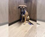 Small German Shepherd Dog