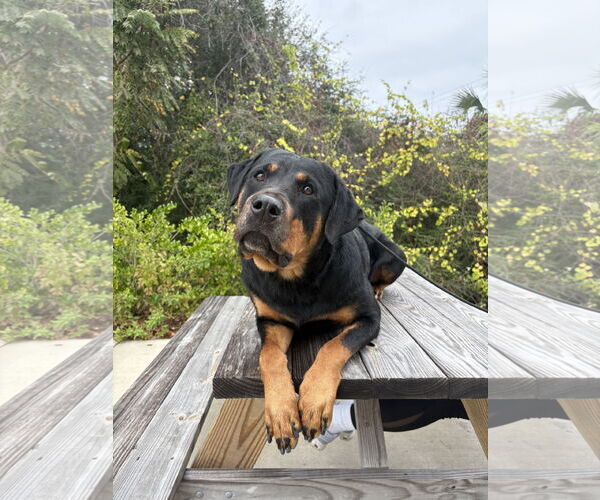 Medium Photo #8 Rottweiler-Unknown Mix Puppy For Sale in White Hall, AR, USA